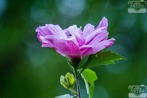 木槿花种植